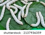 Many silkworms eating mulberry leaves.