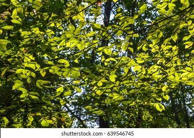 Many Slippery Elm Tree Leaves In Sunlight With Yellow Green Tint