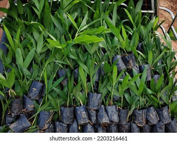 Many Small Betel Nut Trees Were In Black Nursery Bags.  Preparing For The Soil As A Cash Crop