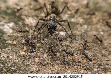Many small black ants are attacking the big black ant, macro photo.