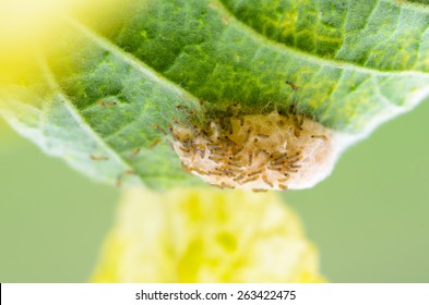 Many Small Caterpillar Of Gypsy Moth, Lymantria Dispar, Larvae Newly Hatched From An Egg Mass In The Nest Under The Foliage Green.