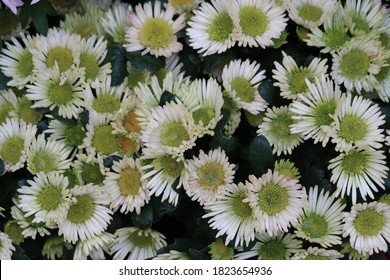 Many small chrysanthemum flowers with white petals and pale green stamens, floral background