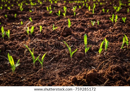 Many small corn coleoptile in cornfield