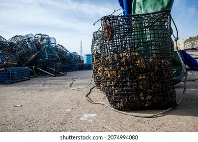 Many of the small green crabs are in the basket in the harbor in Alvor, Portugal. Fishermen use crabs as a bait for octopuses.