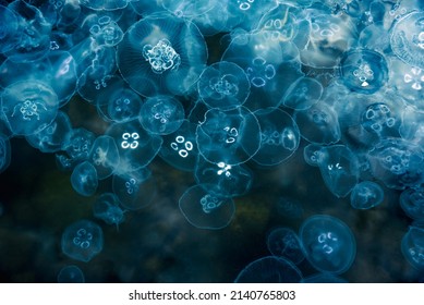 Many small jellyfish Aurelia aurita in Black sea. Balaklava. Crimea