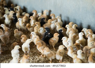 Many small multicolored broiler chicks on poultry farm - Powered by Shutterstock