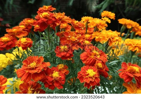 Many small muticolor  tagetes flowers