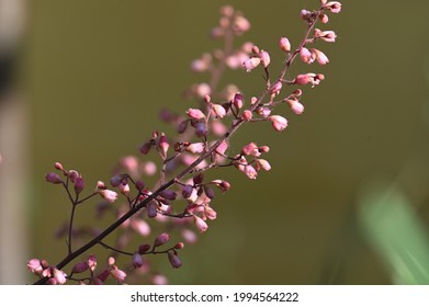 Many Small Pink Heuchera Flowers On A Thin Stem