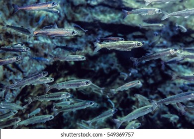 Many Small Salmon Fish, Underwater View, In Circle Life About 8 - 12 Months.