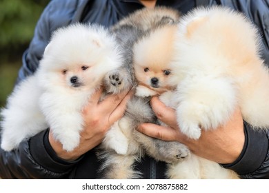 Many Small White Cream Pomeranian Spitz Puppies On Male Hands. Adoption Of Pet. Man Holding Family Dog. Group Of Baby Animals