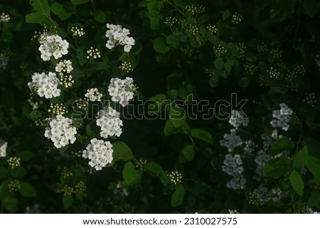 Many small white flowers bush with dense fresh leaves. Plant dark green background. Floral detail close-up. Nature element with blurred place for text. Photo for banner design, advertising layout