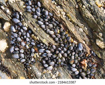 Many small wild mussels growing on a rock at Scousburgh (Spiggie) Beach in Shetland, UK. Taken at low tide on a sunny day. Limpets and barnacles are also present on the rocks. - Shutterstock ID 2184613387