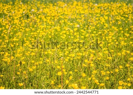 Many small yellow buttercup flowers in meadow background. Full frame of wildflowers in Spring.