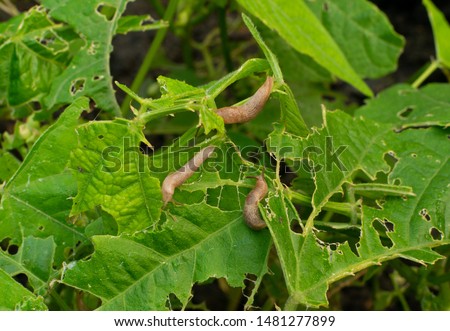 Many snails destroy the leaves of kidney beans in summer garden as pest illustration. A lot of brown slugs or deroceras eat vegetable plants