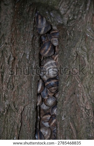 Many snails hidden in the bark of a tree, camouflaged among natural textures of wood in a close-up wildlife scene.