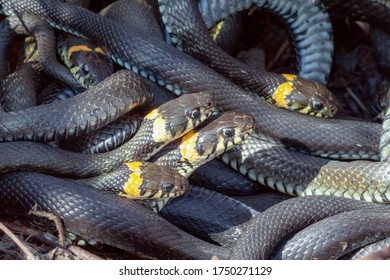 Many Snakes Intertwine Lie Basking In The Warm Rays Of The Sun, Close-up