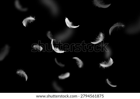 Many Soft White Feathers Falling on Black. Fluffy Downy Feather. Symbol of Peace and Freedom. Feathers Floating on Black Background.	
