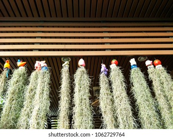 royalty free house and spanish moss images stock photos vectors