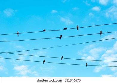 Many sparrow bird on an electric wires. Doves sitting on a power lines over sky