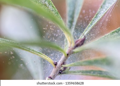 Many Spider Mites On A Houseplant