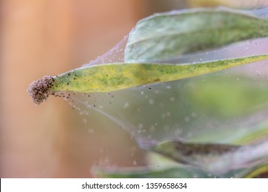 Many Spider Mites On A Houseplant