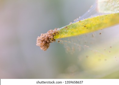 Many Spider Mites On A Houseplant