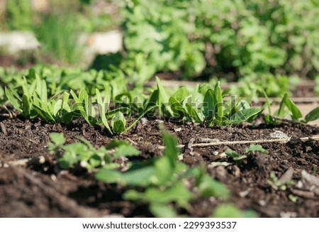 Many spinach seedling in garden with defocused vegetables. Spring garden background. Spinach plants growing in rows in community garden on a sunny day. Known as Spinacia oleracea. Selective focus.