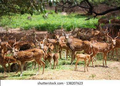 Many Spotted Deer In Wild Life Sanctuary