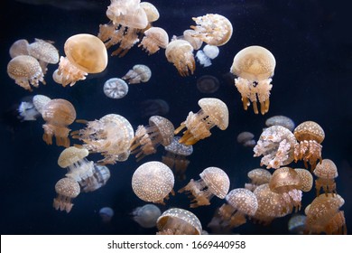 Many Spotted jellyfish in the dark water. Phyllorhiza punctata also known as the Australian spotted jellyfish or the White-spotted jellyfish. jellyfish similar to fly agaric
