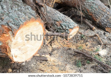 Many spruce lying tree stumps after deforestation