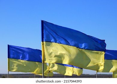 Many State Flags Of Ukraine Are Flying In Wind. Concept Of Heroic Struggle Of Ukrainian People Against  Russian War.