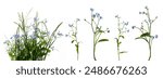 Many stems with little blue flowers and leaves in bunch of meadow grass and separately isolated on white background