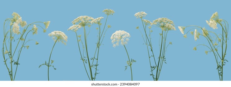 Many stems of various forest plants witn white umbrella flowers located on blue background - Powered by Shutterstock