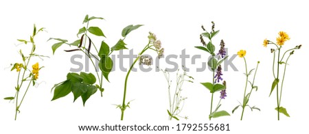 Many stems of various meadow grass with yellow, white and purple flowers isolated on white background