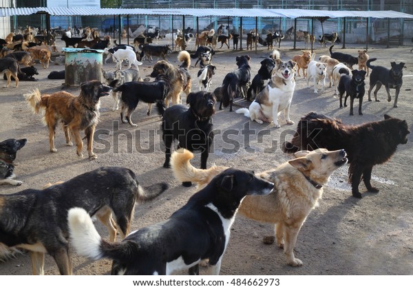 Many stray dogs go, stand, lie in yard in asylum at\
autumn sunny day