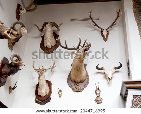 Many stuffed animals hang on the wall in the hunter's room, trophies. Stuffed goats with horns, hunting