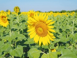 Many Sunflowers At The Farm It Has Large, Beautiful Yellow Flowers That Are Very Natural.