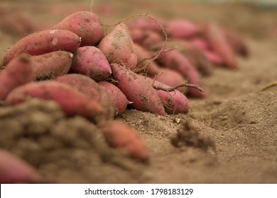 Many Sweet Potato Product Just Harvest At Organic Farm
