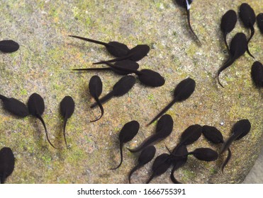 Many tadpoles in the waterway - Shutterstock ID 1666755391