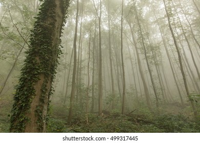 Many thin trees in green foggy forest
