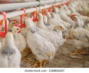 Many Thirsty White Chickens Poultry Drink Water Nipple System In Hot Stress Farm