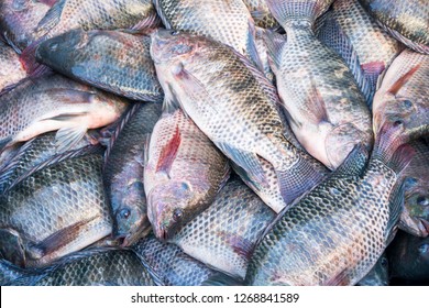 Many Tilapia Fish,Thai Market