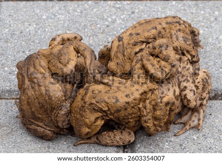 Many toads Bufo bufo hugging during mating season