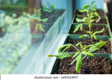 Many Tomato Seedling On Window Sill. Indoor 