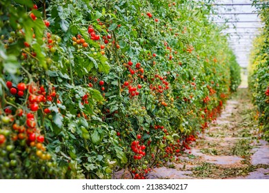 Many tomatoes on tomato plants in summer garden. Many tomato plants in greenhouse with automatic irrigation watering system. Best Heirloom Tomato Varieties.  Delicious Heirloom Tomatoes