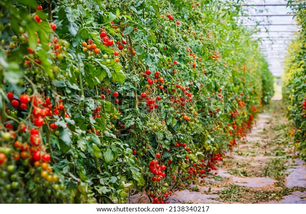 Many\
tomatoes on tomato plants in summer garden. Many tomato plants in\
greenhouse with automatic irrigation watering system. Best Heirloom\
Tomato Varieties.  Delicious Heirloom\
Tomatoes