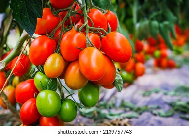 Many tomatoes on tomato tree in summer garden. Many Roma tomato plants in greenhouse with automatic irrigation watering system. Best Heirloom plum 
Tomato Varieties.  Delicious Heirloom Tomatoes - Shutterstock ID 2139757743