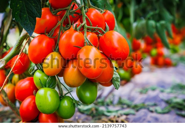 Many tomatoes on tomato tree in summer garden.\
Many Roma tomato plants in greenhouse with automatic irrigation\
watering system. Best Heirloom plum \
Tomato Varieties.  Delicious\
Heirloom Tomatoes