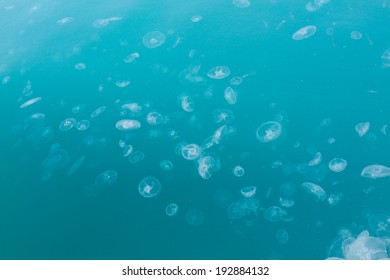 many transparent jellyfish in blue sea water can be used as background