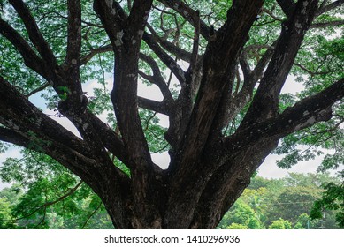 many tree branches from one tree 